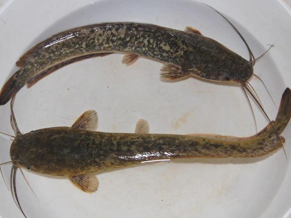 来自埃及,曾是"肮脏鱼类",泛滥成灾无人抓,如今却靠养殖供应