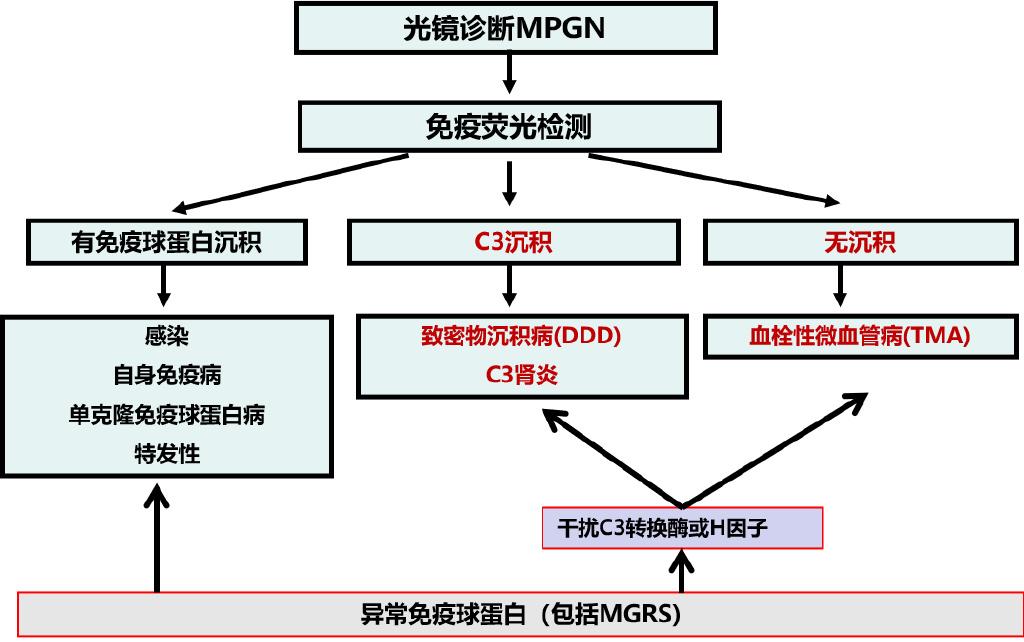 赵明辉教授:膜增生性肾小球肾炎的诊断与治疗思路