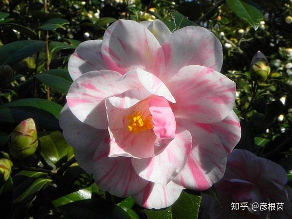 日本茶花100选012五色八重散椿