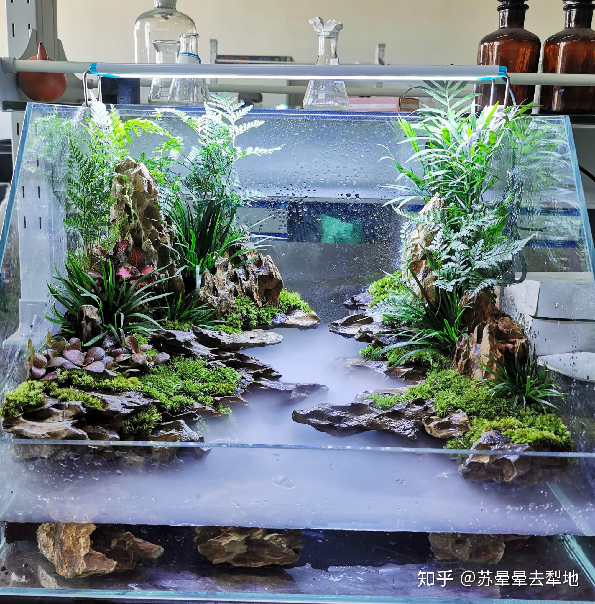 来来来秀出你们的鱼缸草缸南美雨林原生缸造景好吗