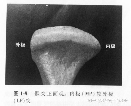 髁突内,外极的中心画条线,双侧的连线通常向内后方延伸相交于枕骨大孔