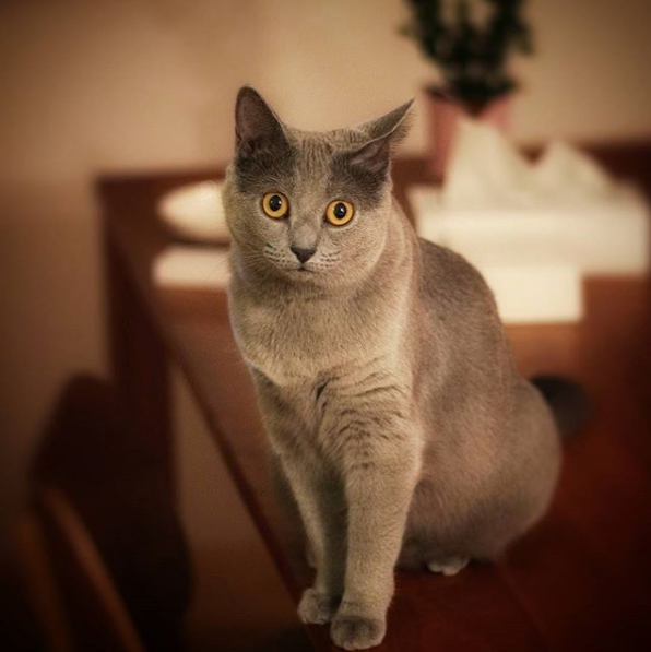 吸猫大会:夏特尔猫kukka - 知乎