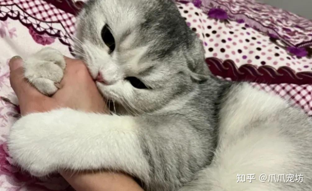 猫咪“咬手礼”和“咬死你”如何区分？这个嘴巴子该不该打？ - 知乎