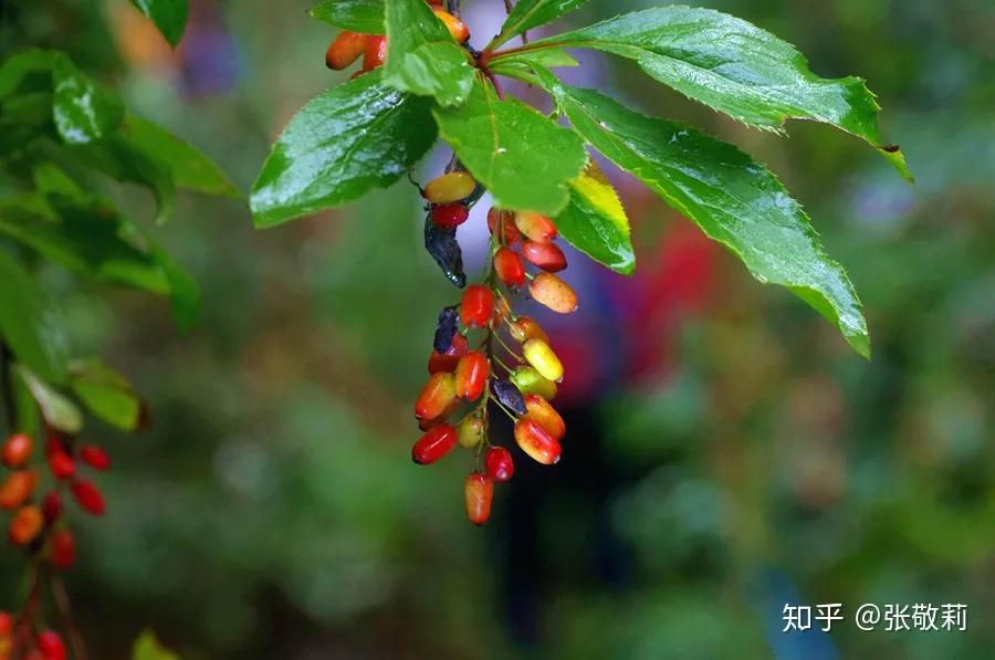 生态客【分科识花图鉴】23 小檗科 - 知乎
