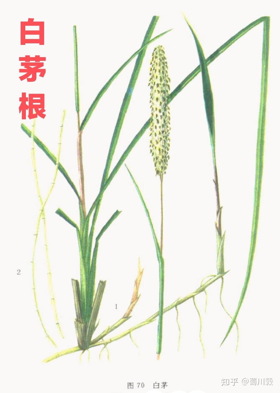 每日一药--茅根