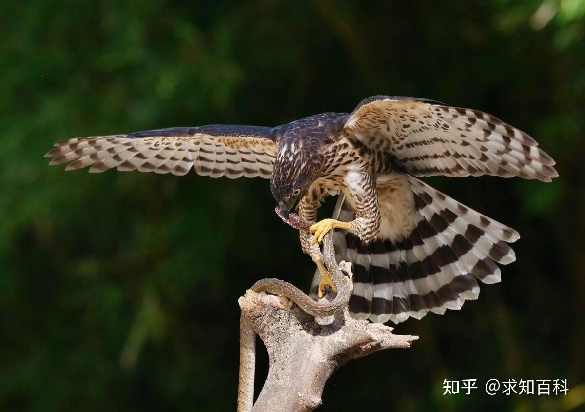 老鹰体内是否有免疫蛇毒的系统?