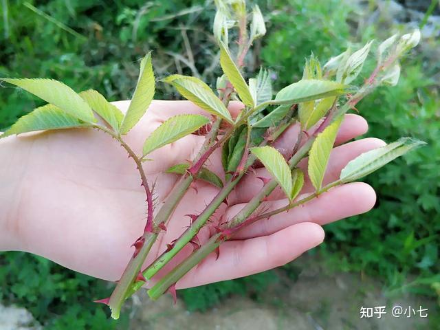 这种树满身是刺,剥皮可以当水果吃,味道不比甘蔗差 - 知乎