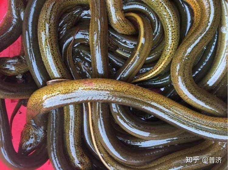 黄鳝血好在哪 - 知乎