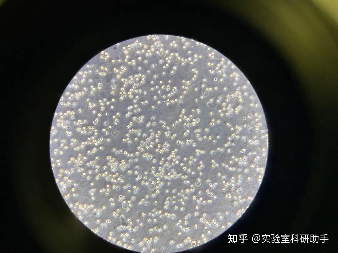 细胞铺板总是铺不均匀,该如何去做 - 知乎