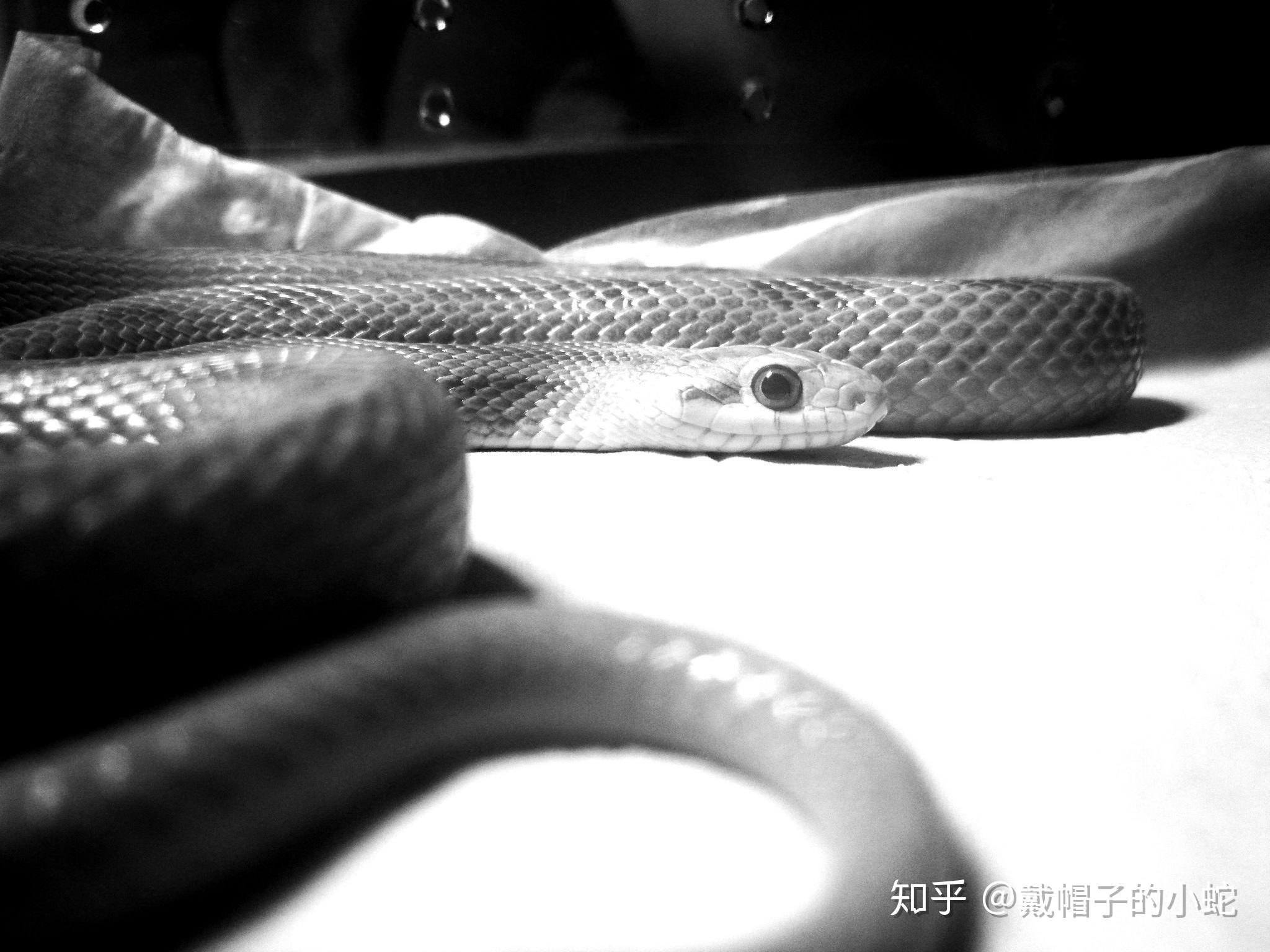 梦到好多蛇压在自己身上，探索潜意识中的深层预兆与心理解析