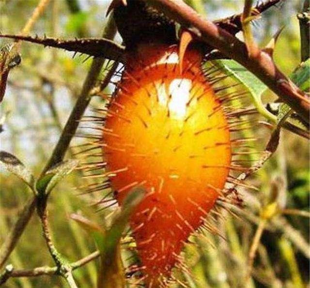 带刺的中药材金樱子