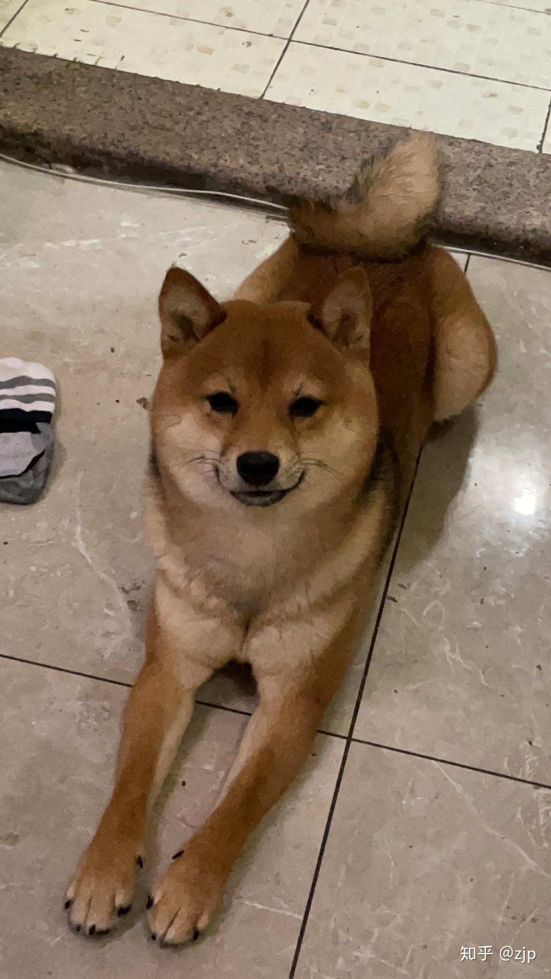 柴犬尴尬期,我家四个月柴犬丑成这样,能给我看看你家尴尬期的柴犬吗?