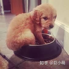 幼犬都是玻璃胃 乱吃都容易拉肚子呕吐 给小狗喂食要注意什么 知乎