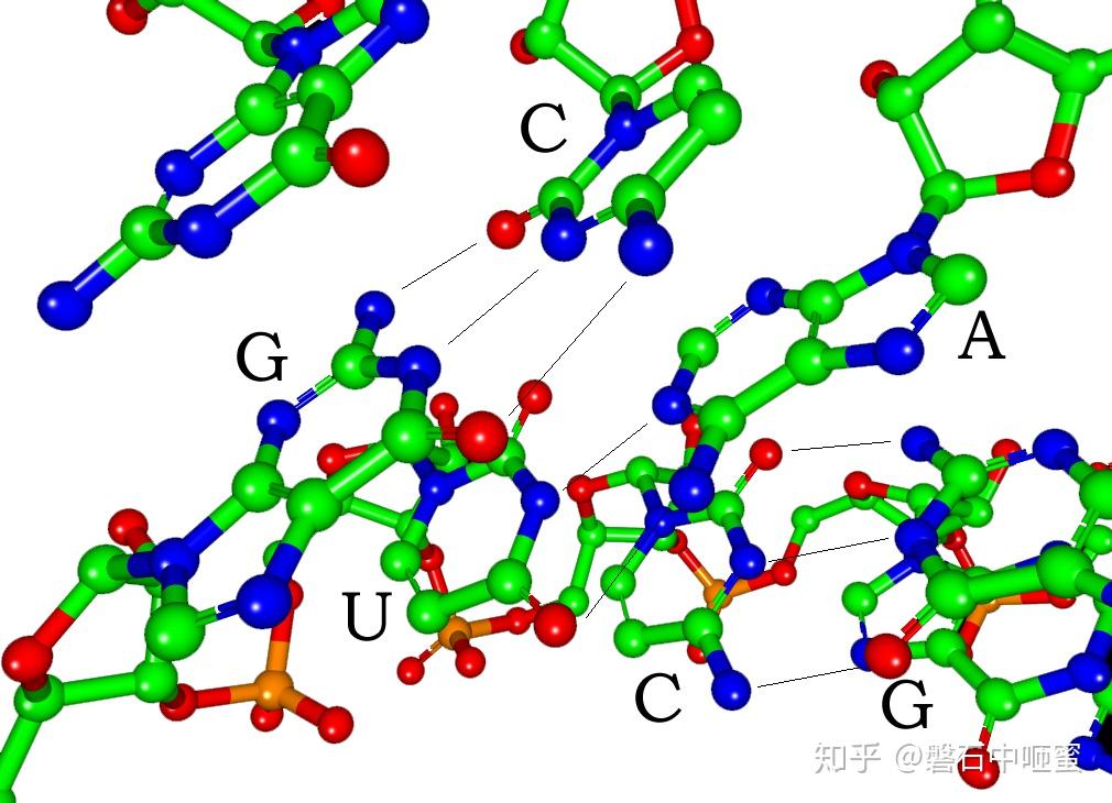 核糖核酸 RNA - 知乎