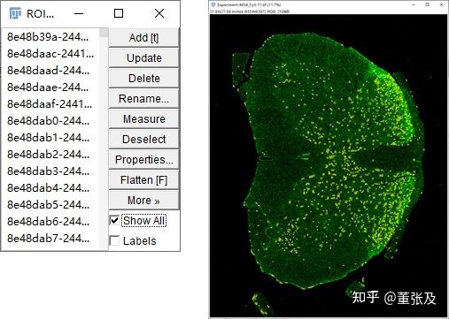 使用Cellpose和ImageJ分析多标细胞荧光强度 - 知乎