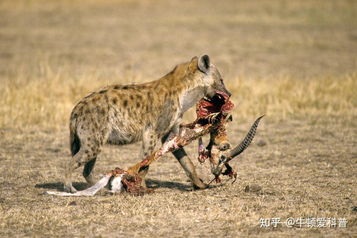 十只成年斑鬣狗,挑战一只野生东北虎,胜算到底有多大? - 知乎