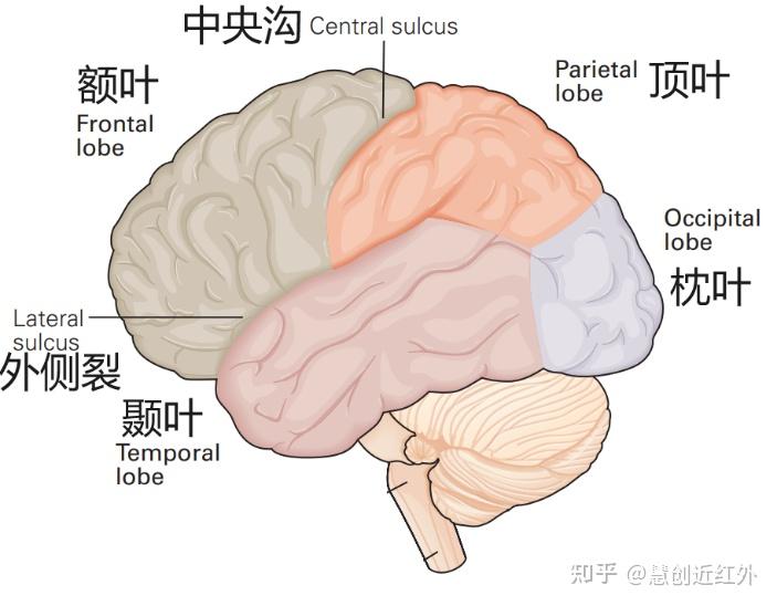 慧创科普 | 大脑布鲁德曼分区 - 知乎