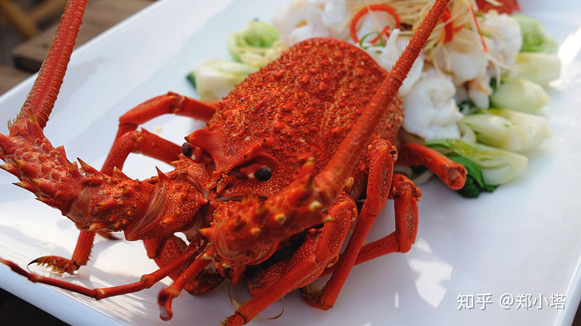 澳洲大龙虾素材-澳洲大龙虾图片-澳洲大龙虾素材图片下载-觅知网