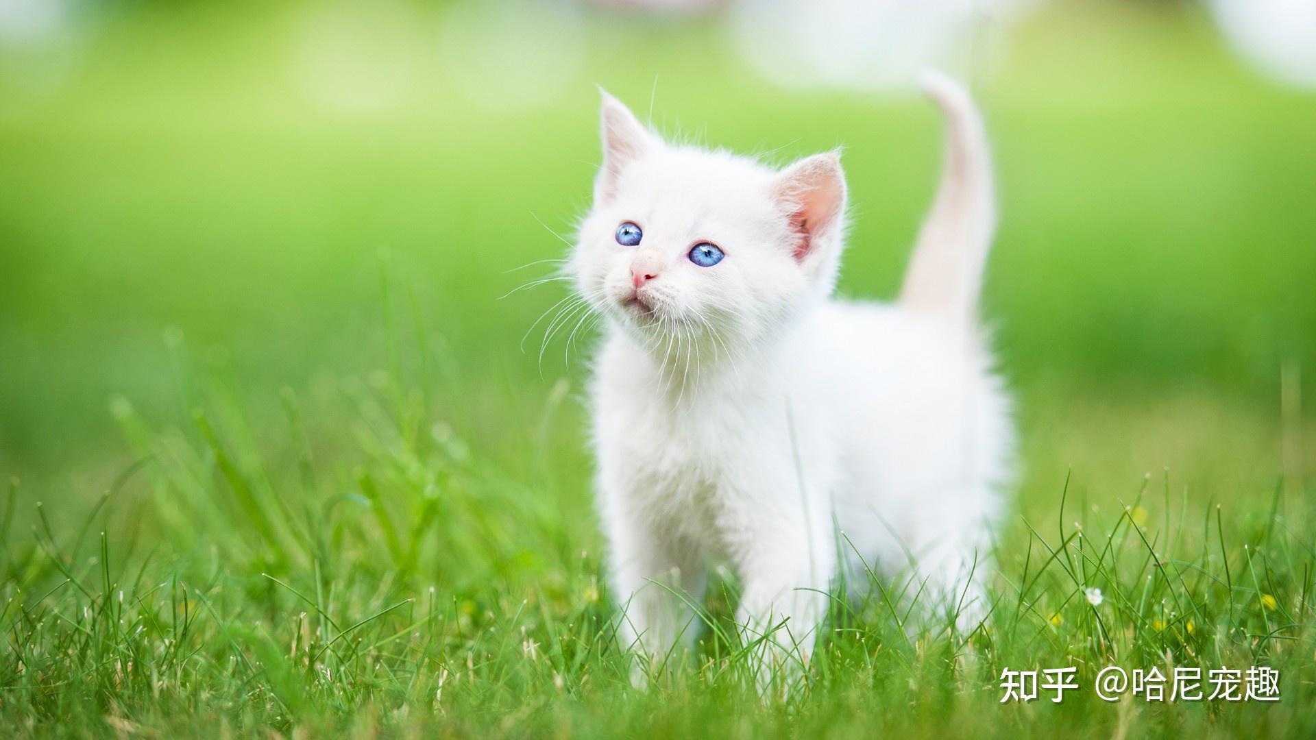 猫咪不爱喝自己的水怎么办