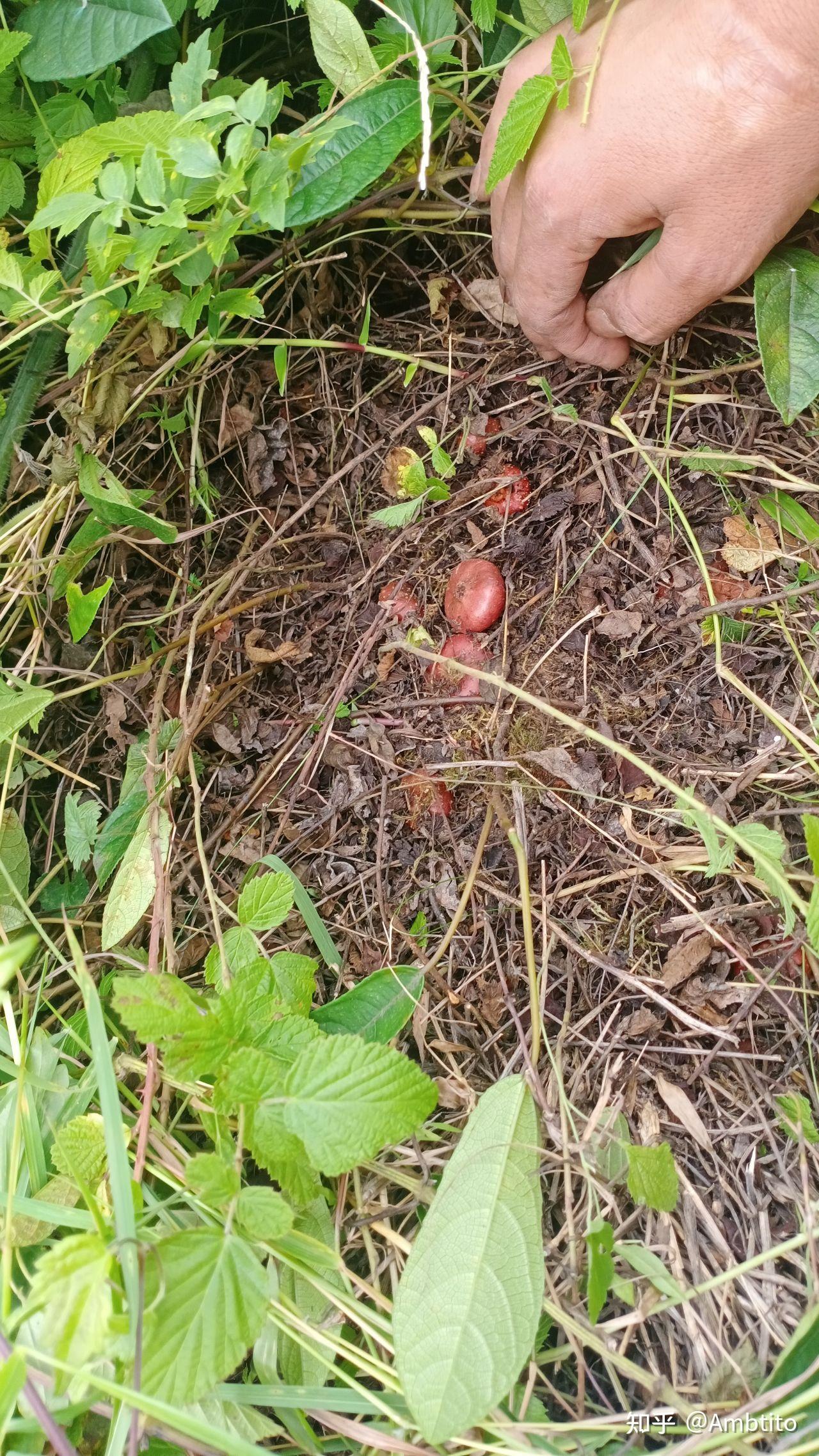找一些夏天的清凉水果,七八月,正是野果成熟时候,木通(八月瓜),野地瓜