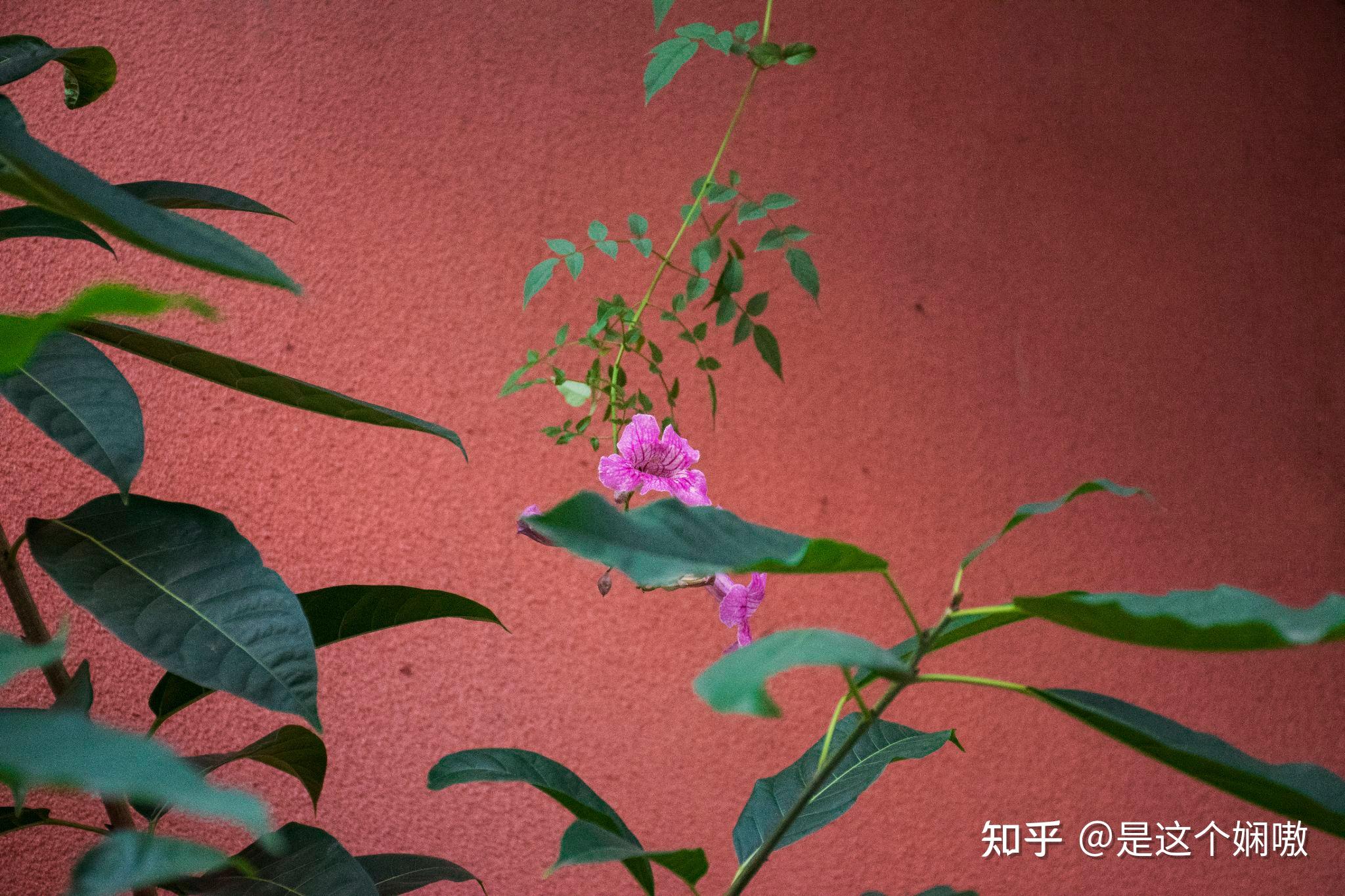 一组照片一个故事『1-红』 - 知乎