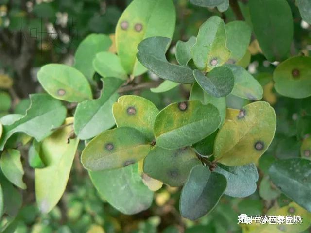 9月份园林植物常见的几种病虫害