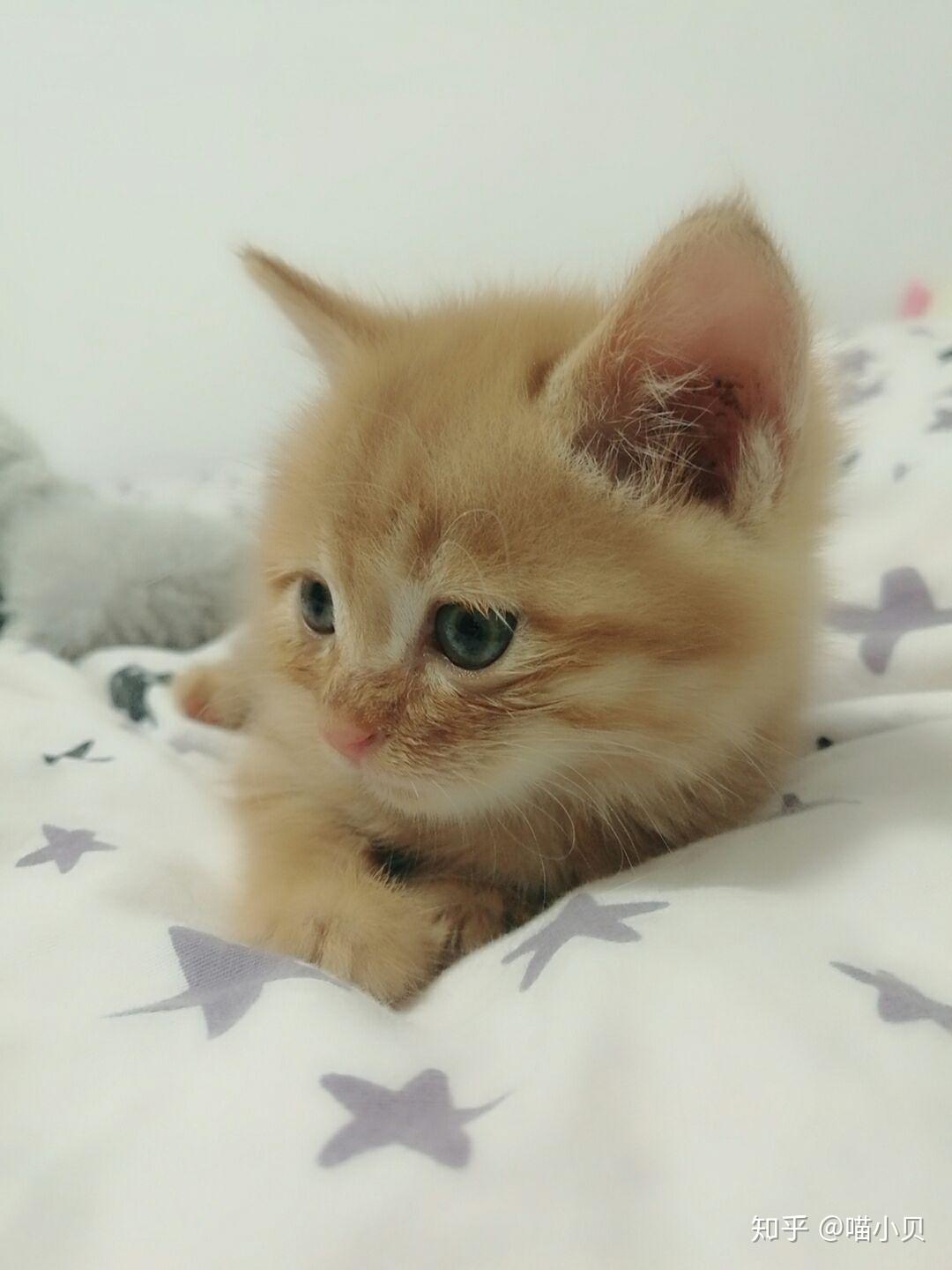 捡了一只小奶猫,不吃东西,怎么办?