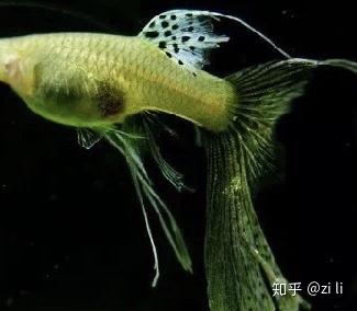 梦见两条鱼,潜藏的双面预兆与心灵启示 梦见两条鱼,潜藏的双面预兆与心灵启示