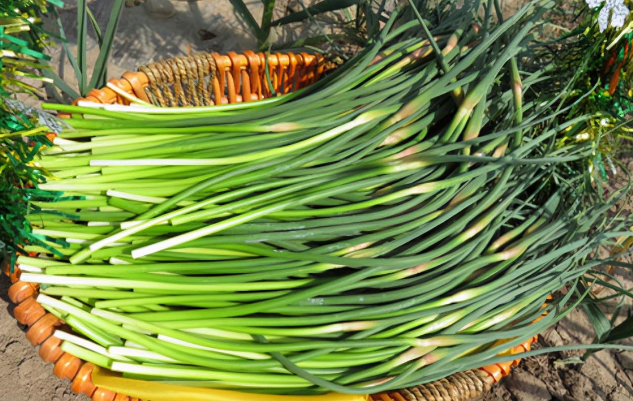 蒜苔怎么保存仍旧鲜嫩脆爽(蒜苔如何保持新鲜)插图