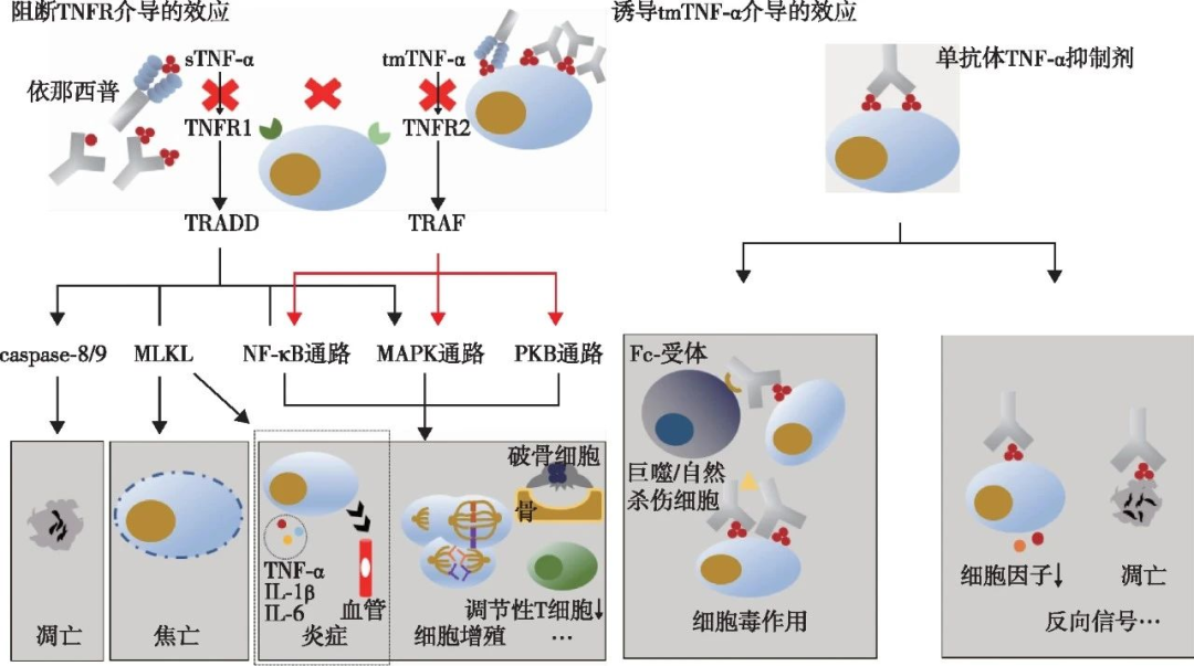 Tnf R PSCprof 人多能干细胞消化液