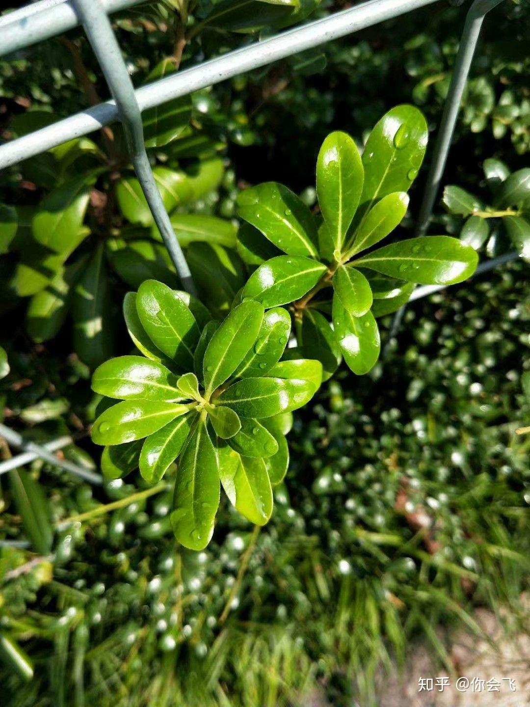 爬墙虎怎么变化的 v2-2cfda3510589b99edfeec0e9db6d0ba9_r.jpg