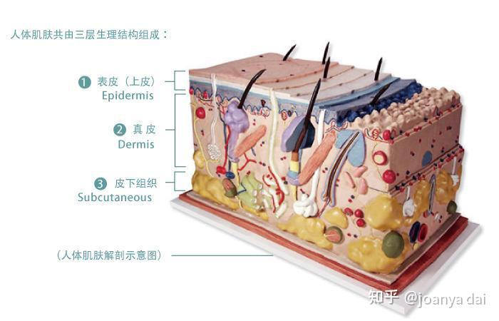 真皮下是皮下組織.表皮表皮的主要工作是保護身體,幫助控制體溫.