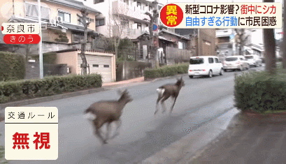 没仙贝吃的奈良小鹿太可怕了 奈良市民都傻眼了 知乎
