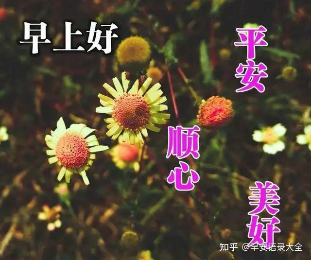 8张最新漂亮早上好问候鲜花表情免打字图片清晨早安问候语录合集