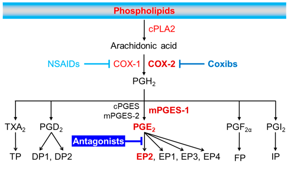 背景:從cox到ep2環氧合酶 (cox) 是由花生四烯酸 (aa)合成前列腺說哪