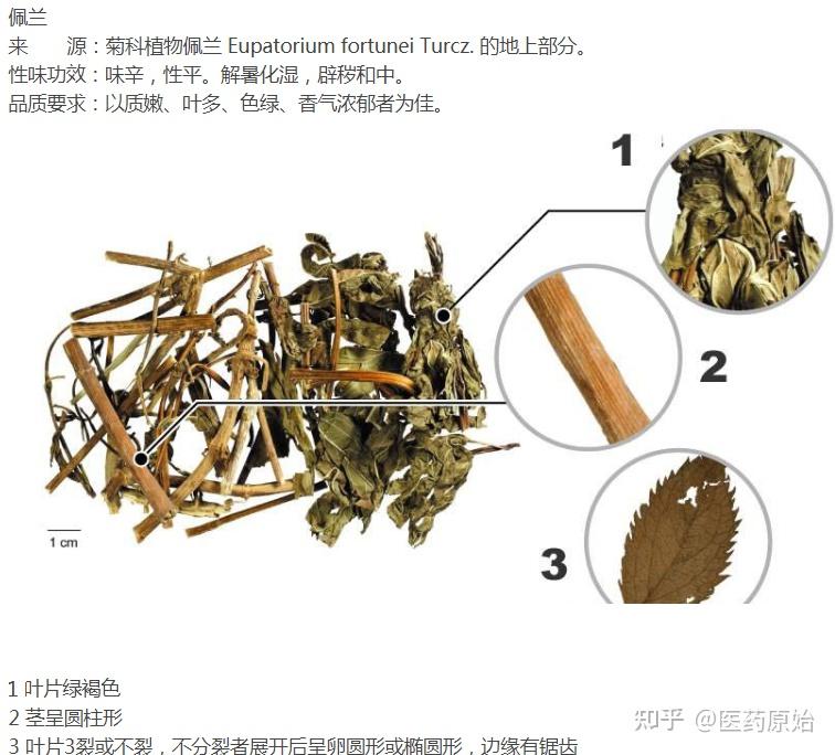 佩兰与泽兰图文鉴别佩兰性状鉴别佩兰佩兰佩兰【性状】本品茎呈圆柱形