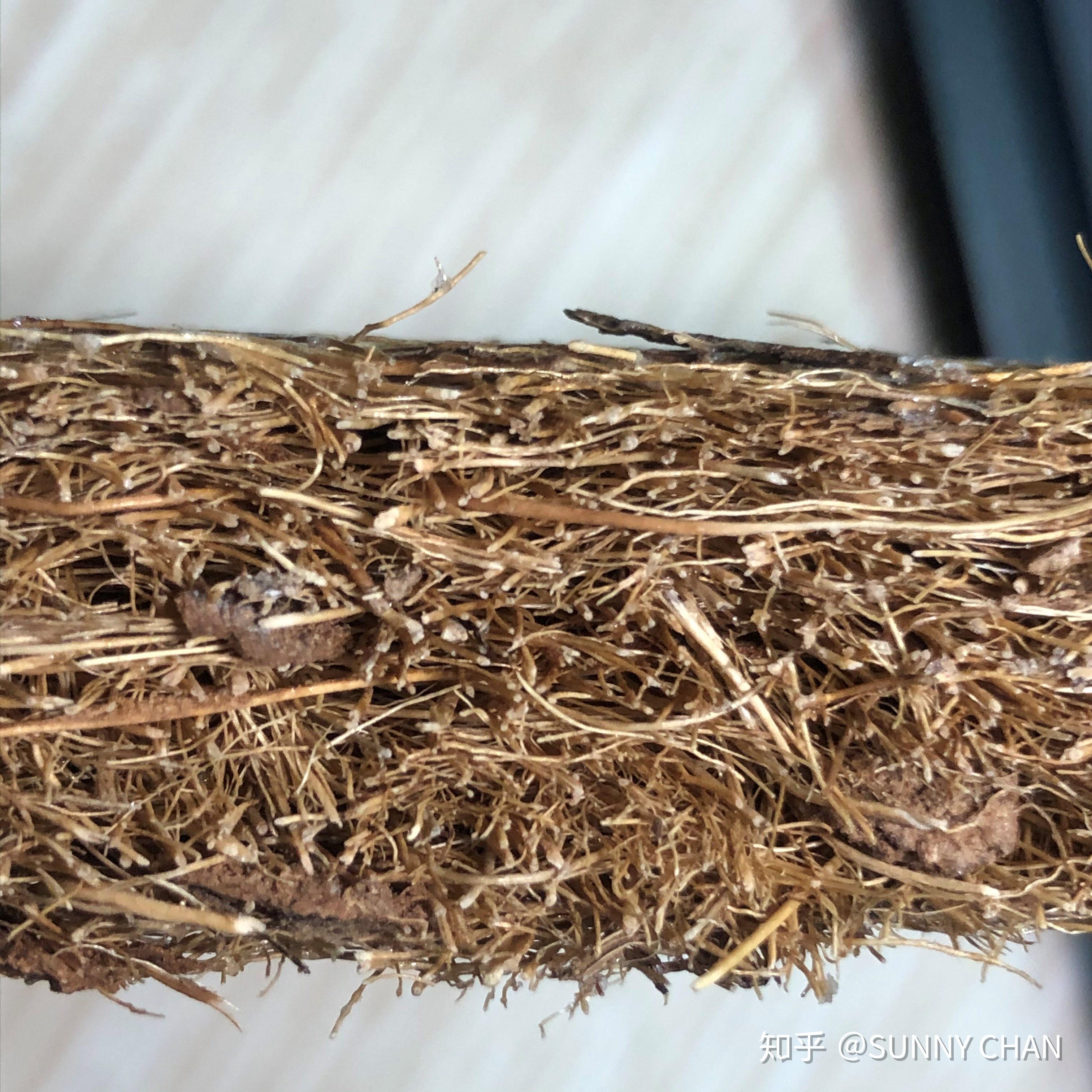 同时也出现了一些血的教训,引发了社会广泛的关注,这种极为劣质的床垫