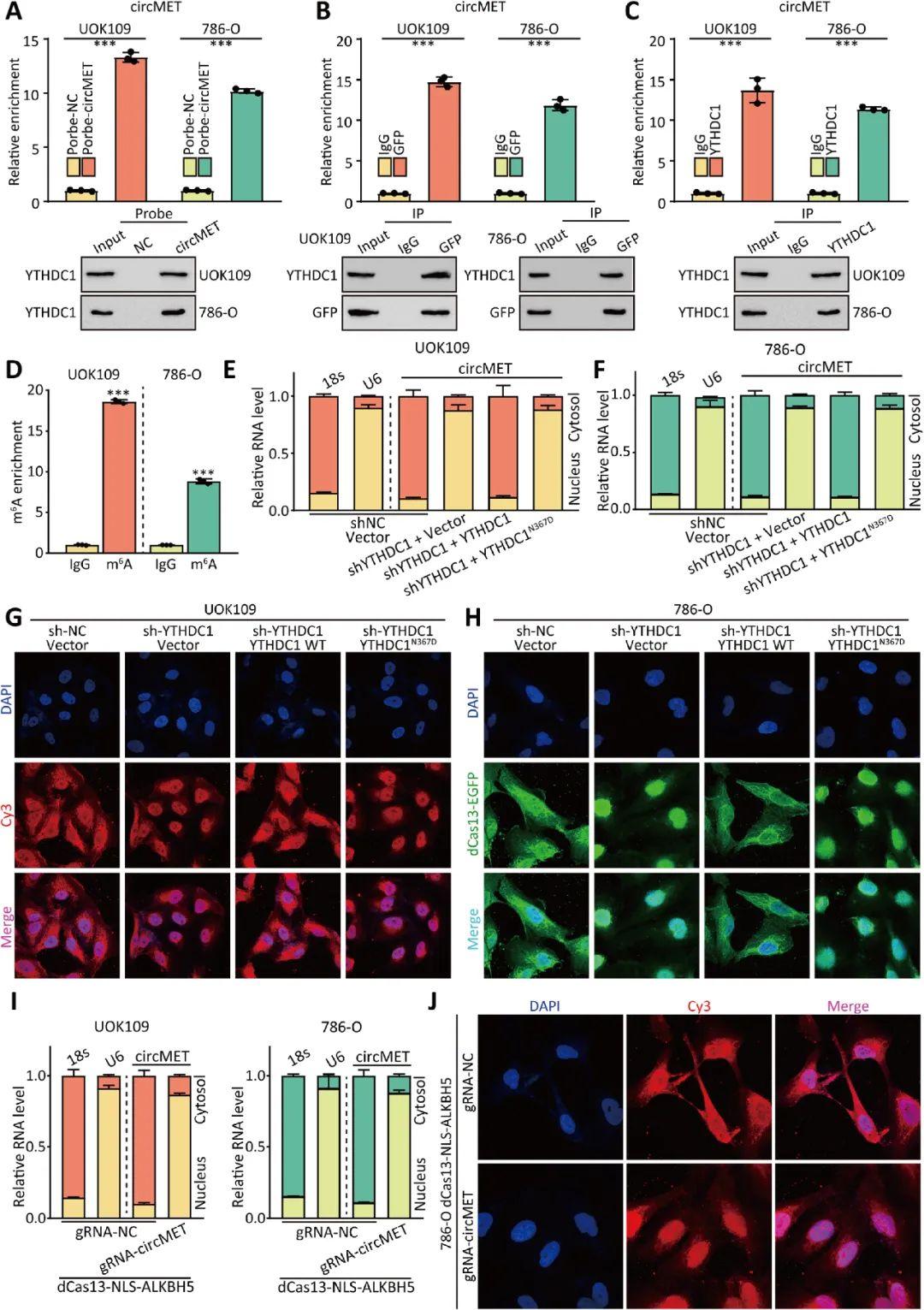 【molecular cancer】南京大学李冬梅/甘卫东团队揭示circmet促进肿瘤