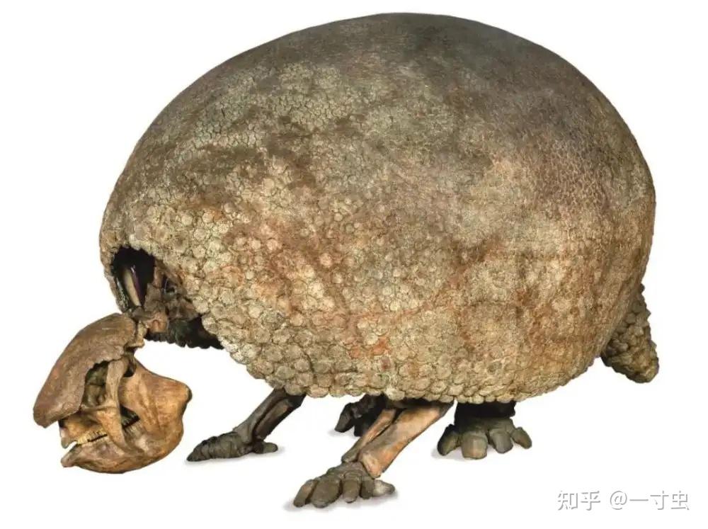 动物界中的铁甲战车:雕齿兽,身披千斤铁浮屠,剑齿虎也避而远之