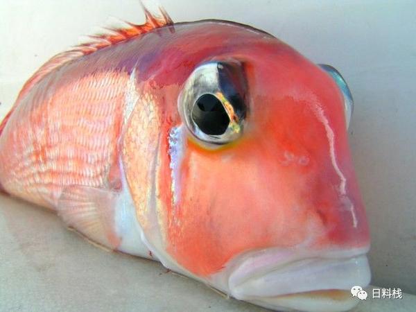 甘鲷 德川家康钦点白身鱼其实是个表情帝 知乎