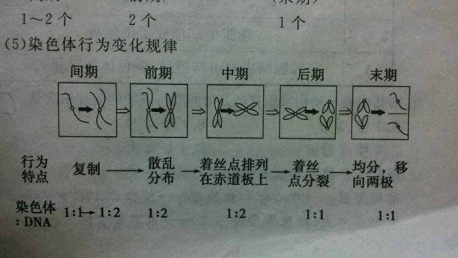 有丝分裂和减数分裂的那些事