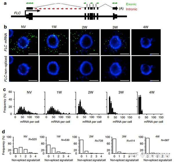 【文献解读】RNA FISH揭示植物细胞中单个RNA转录物的变化 - 知乎