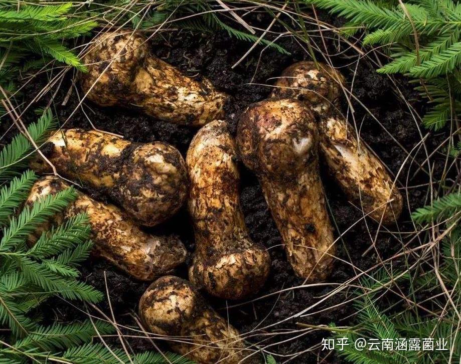 松茸生活在什么样的环境中 - 知乎