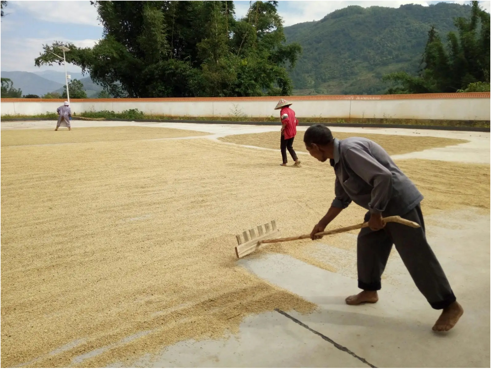 传统农业水稻种植基本介绍