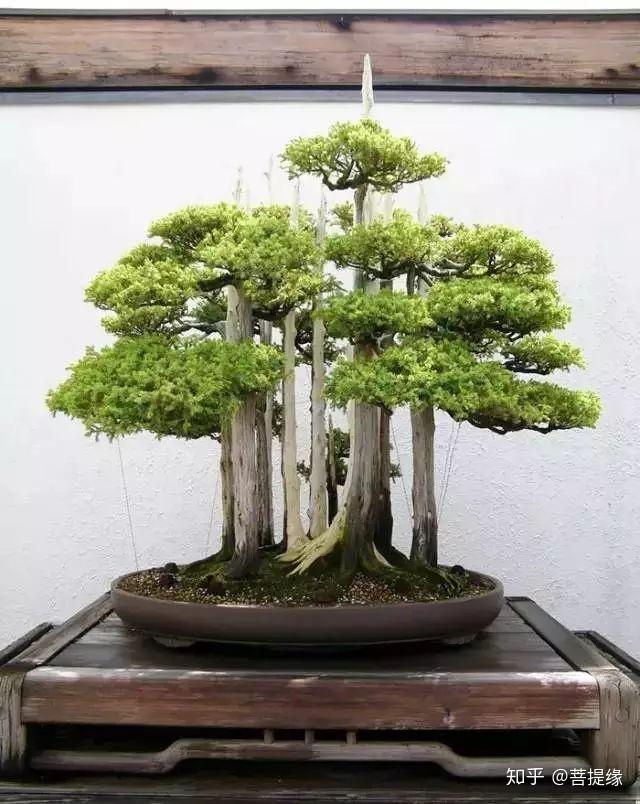 天价!天价!名贵植物排行,令人大开眼界-名贵植物图片