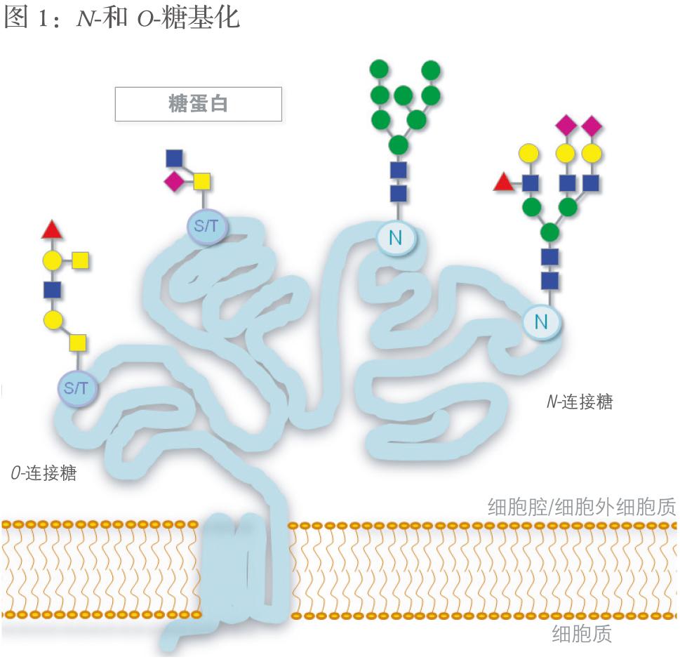 糖苷酶专题（一）糖蛋白质组学研究工具简介 知乎 
