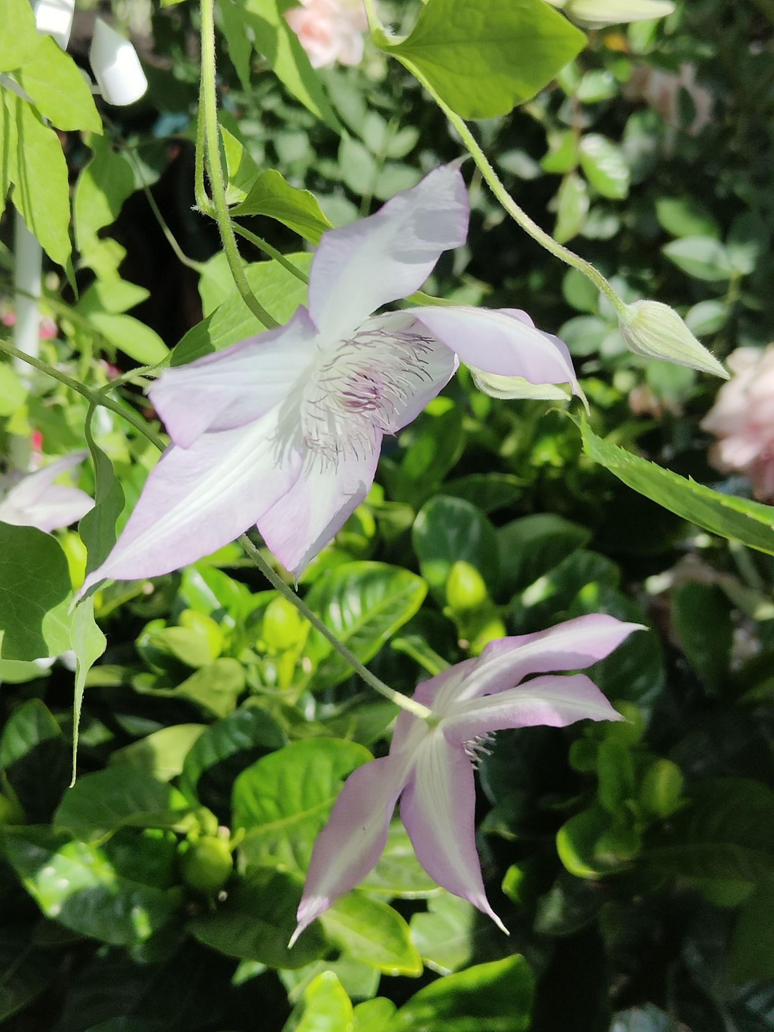 铁线莲开花啦 - 知乎