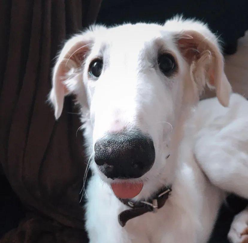 就是这样一只被称为狗界卷福的马脸狗狗,你爱了吗