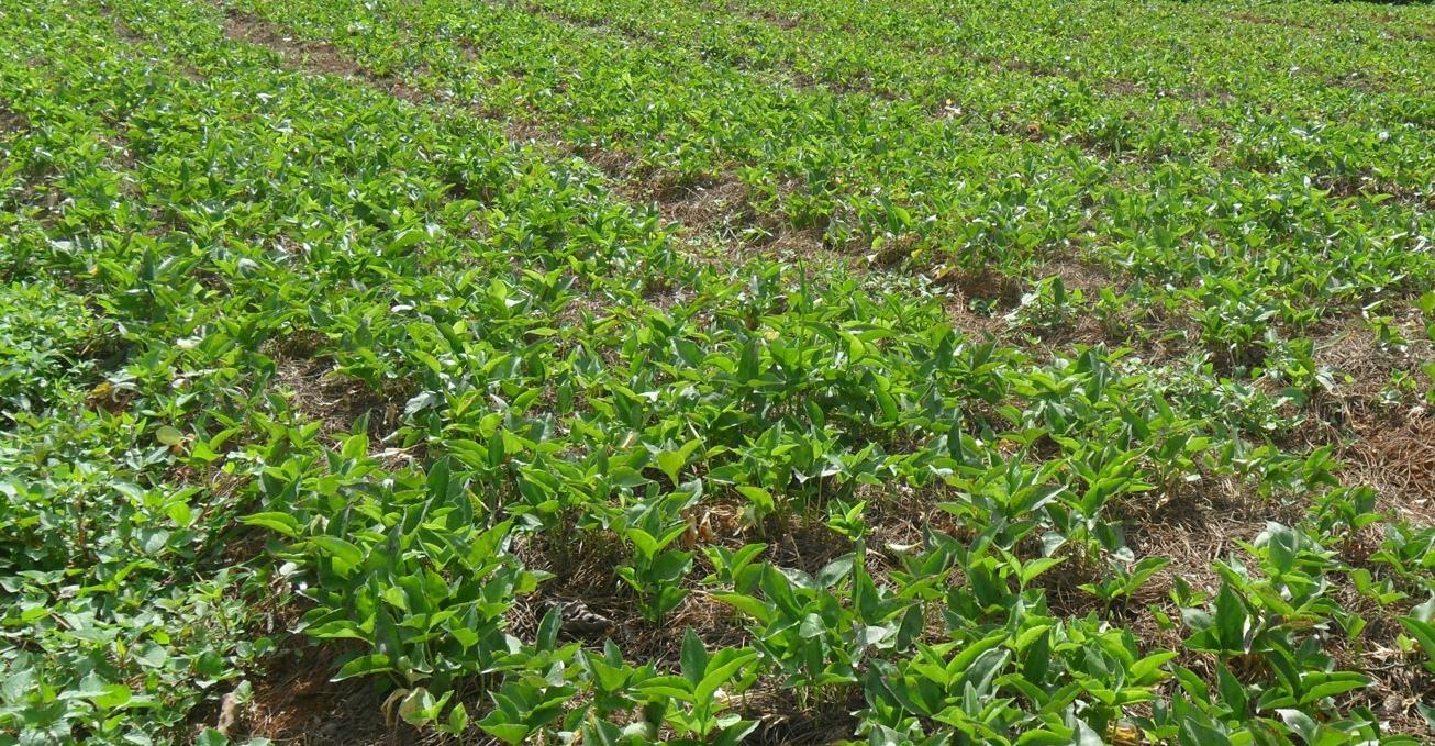 利润高渠道广种植半夏前景广阔但不推荐盲目种植