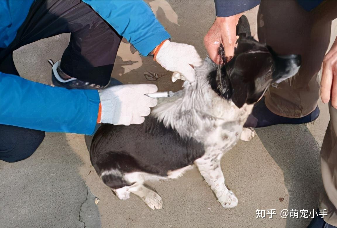 預防狗狗患上狂犬病